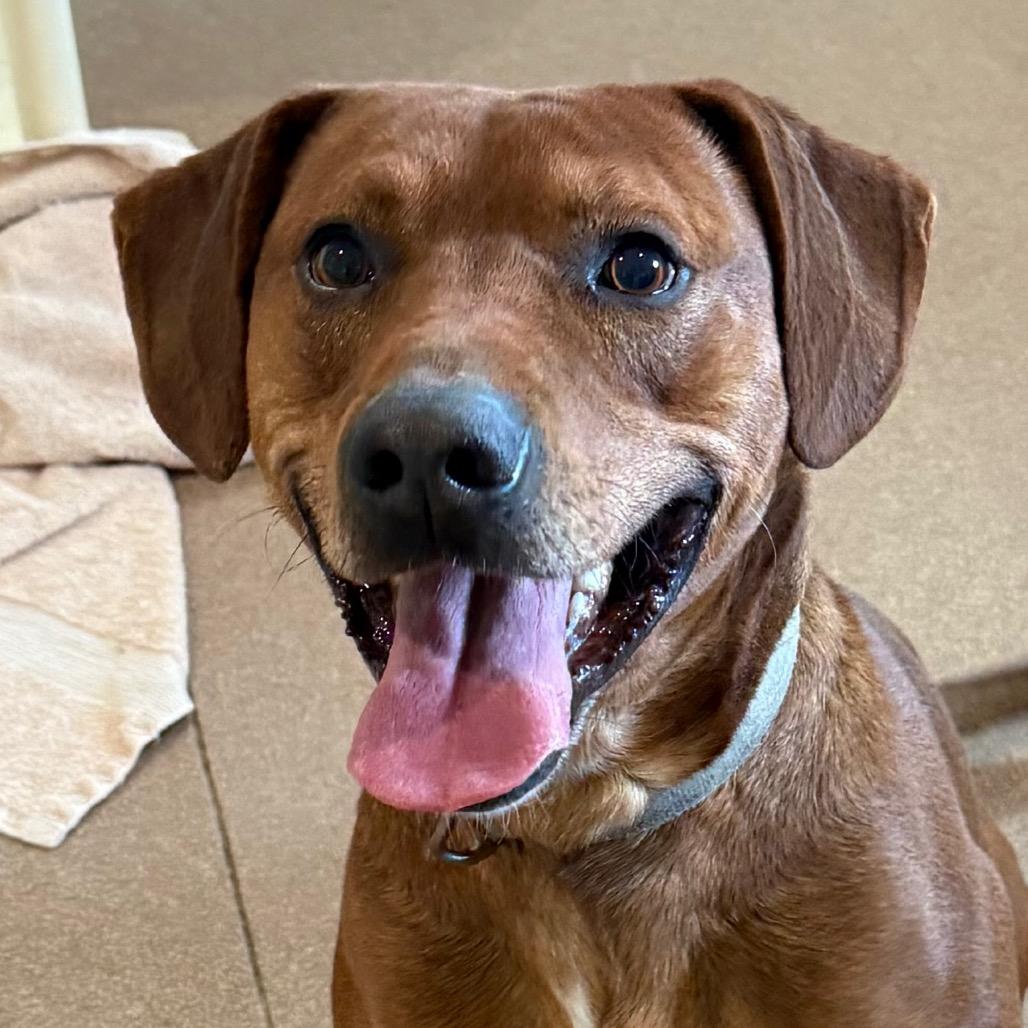 Chad, a Adoptable mixed breed in Cedaredge, CO image 3/6