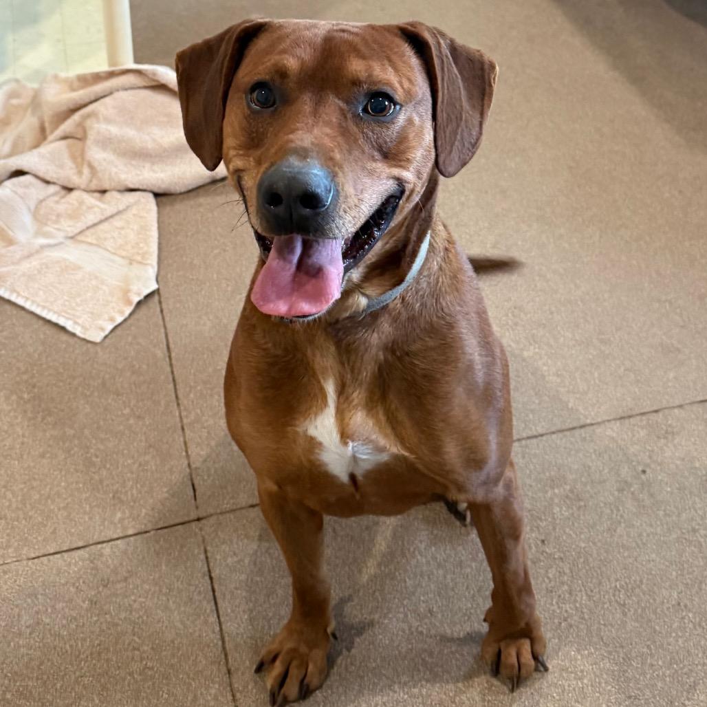 Chad, a Adoptable mixed breed in Cedaredge, CO image 4/6
