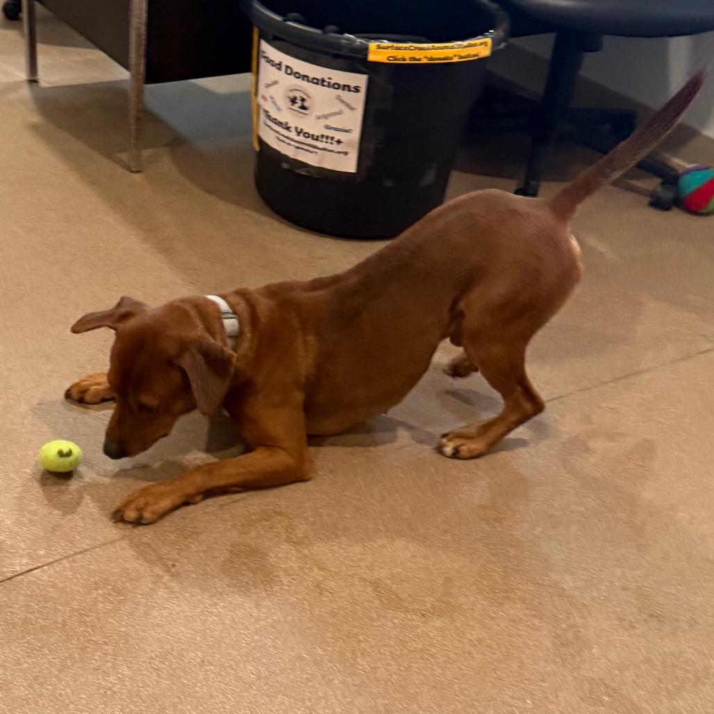 Chad, a Adoptable mixed breed in Cedaredge, CO image 5/6