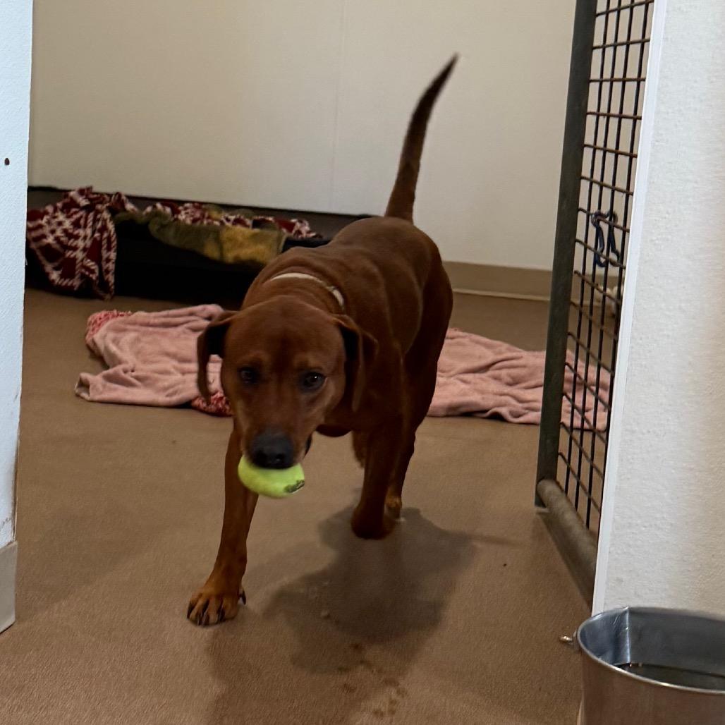 Chad, a Adoptable mixed breed in Cedaredge, CO image 6/6
