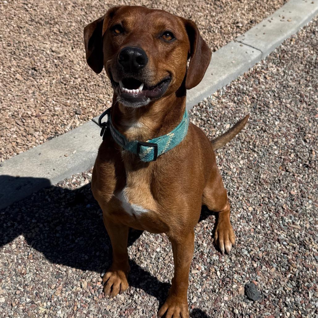 Chad, a Adoptable mixed breed in Cedaredge, CO image 6/6