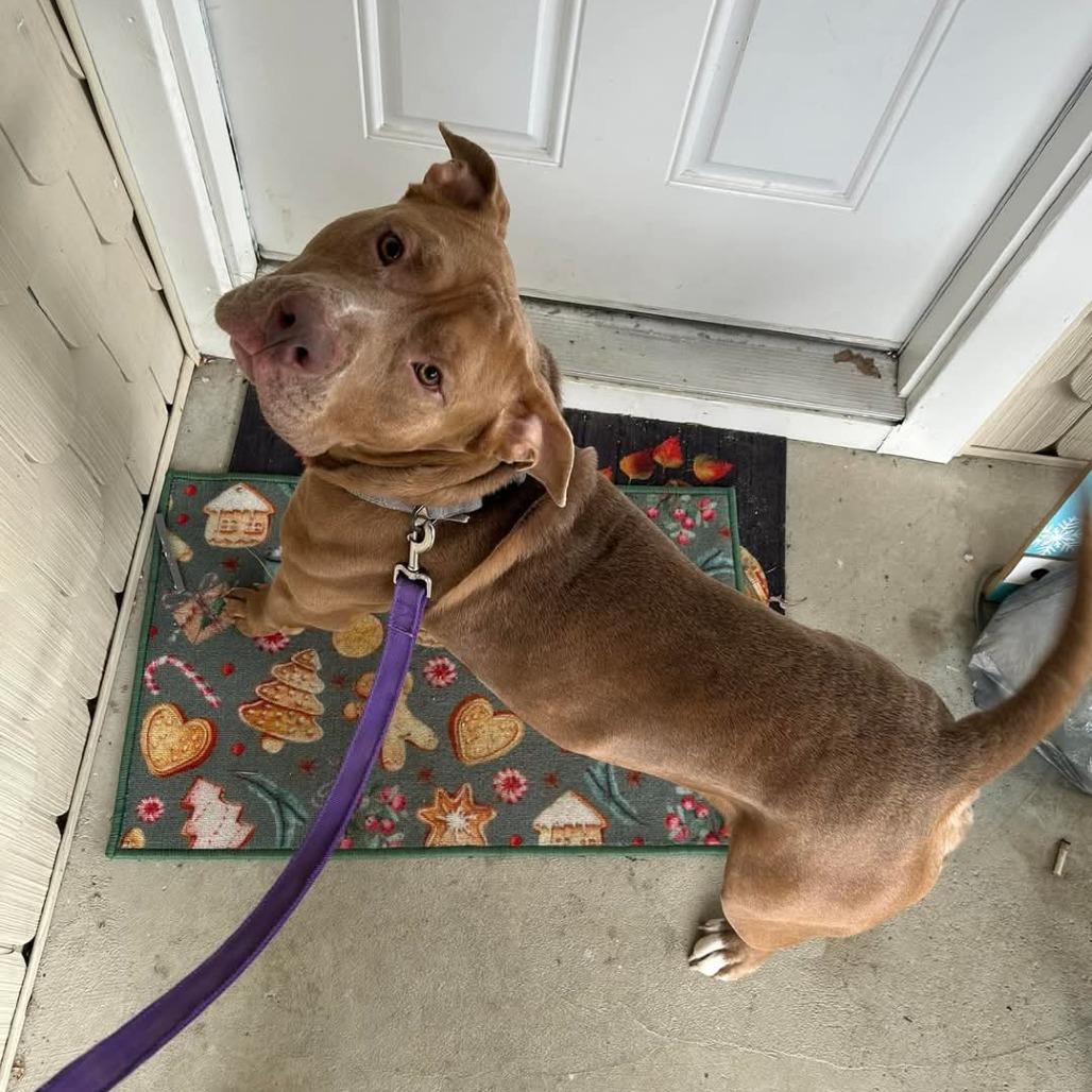 Kingston, Adoptable, Adult Male American Staffordshire Terrier & Labrador Retriever.