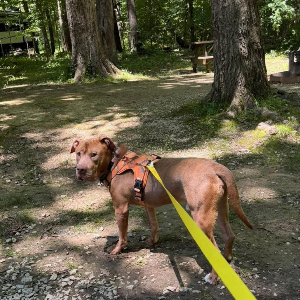 Kingston, a Adoptable mixed breed in Mooresville, IN image 1/5