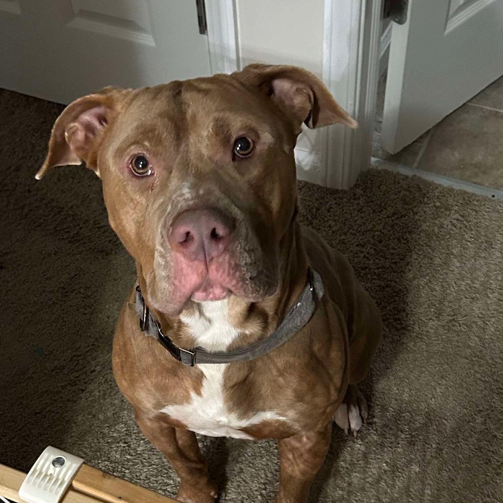 Enlarge Kingston, a Adoptable mixed breed in Mooresville, IN image 1/5