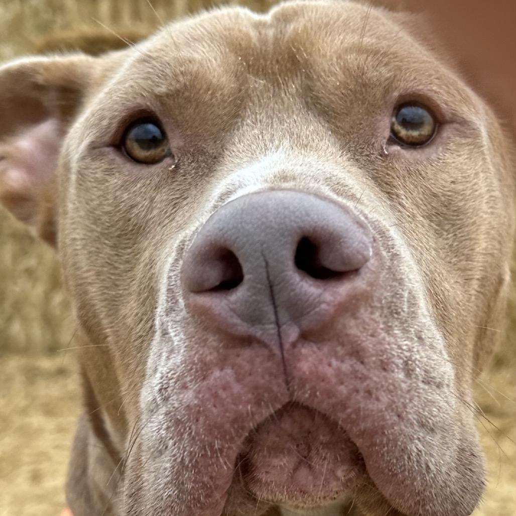 Enlarge Kingston, a Adoptable mixed breed in Mooresville, IN image 2/5