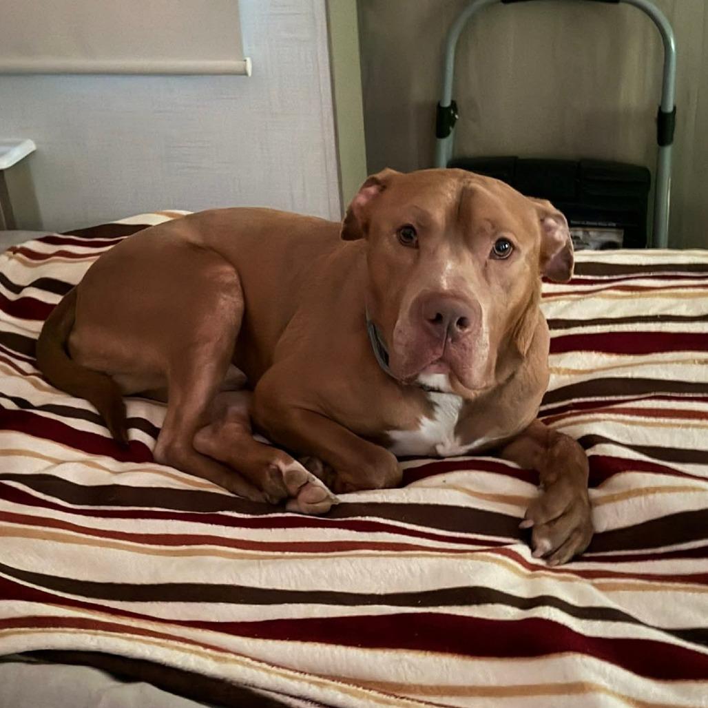 Kingston, a Adoptable mixed breed in Mooresville, IN image 2/5