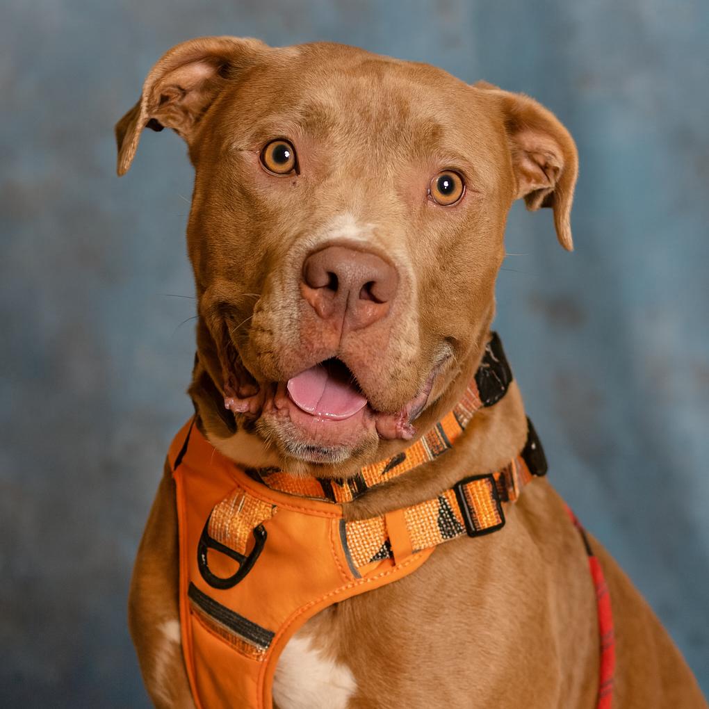 Enlarge Kingston, a Adoptable mixed breed in Mooresville, IN image 3/5