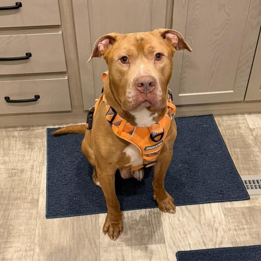 Kingston, a Adoptable mixed breed in Mooresville, IN image 3/5