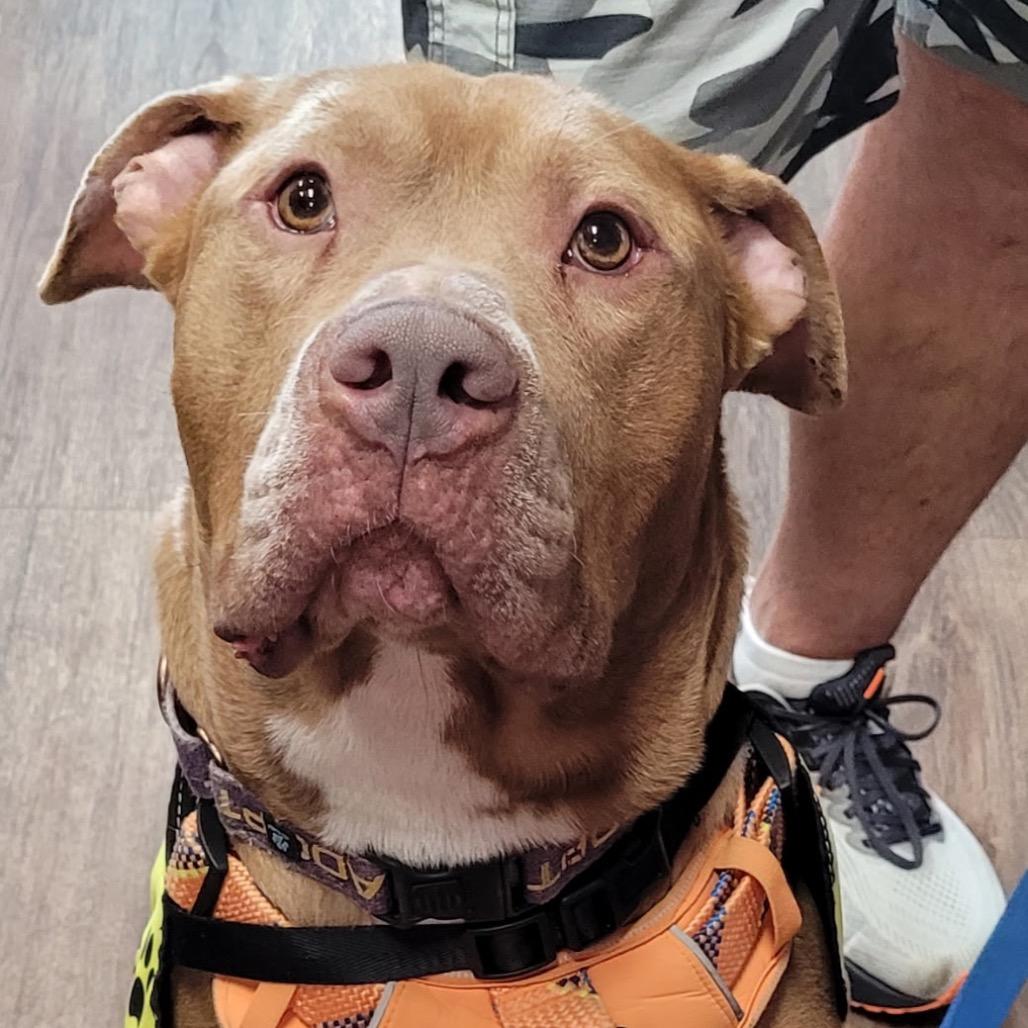 Kingston, a Adoptable mixed breed in Mooresville, IN image 4/5
