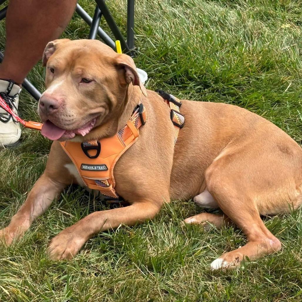 Kingston, a Adoptable mixed breed in Mooresville, IN image 4/6