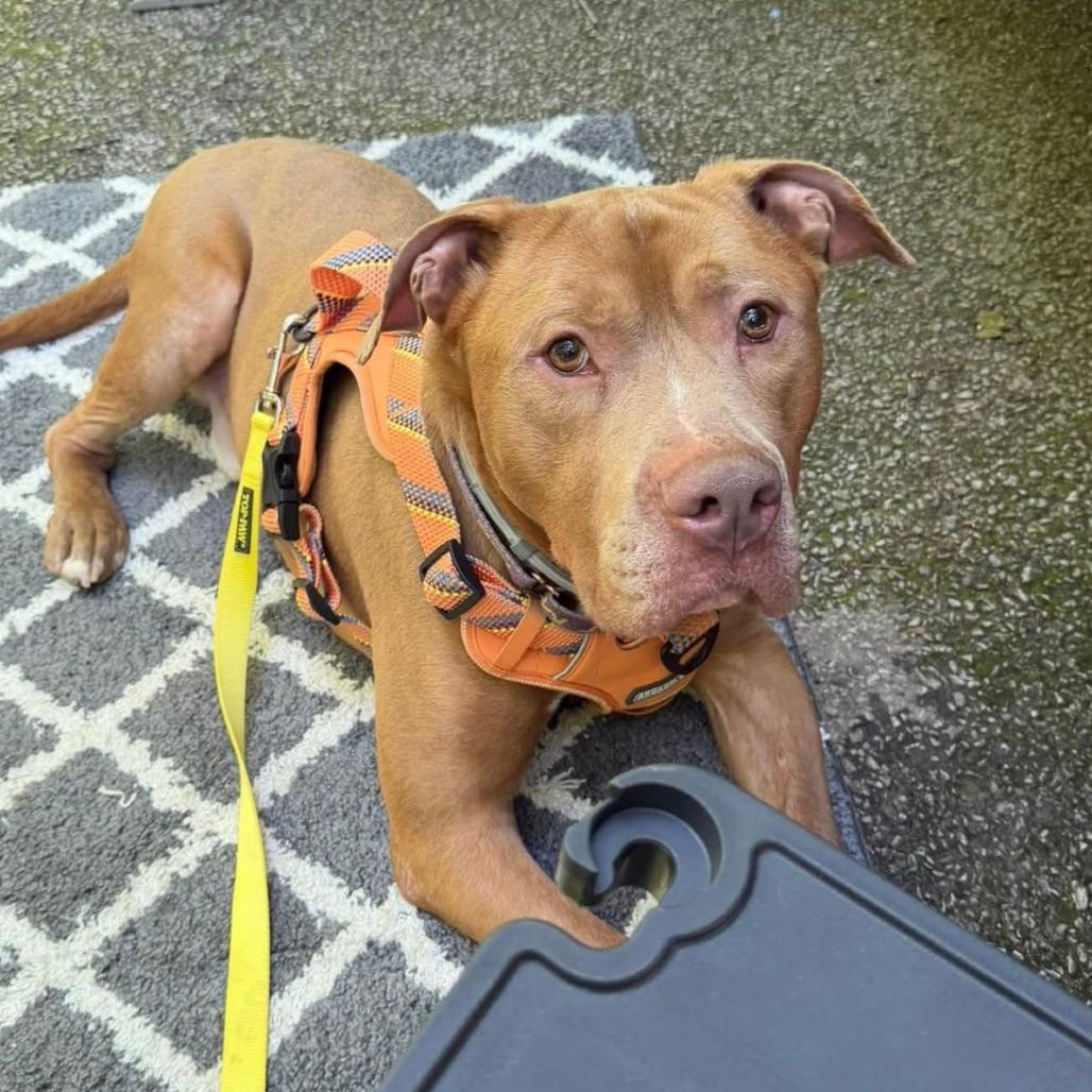 Kingston, a Adoptable mixed breed in Mooresville, IN image 4/5