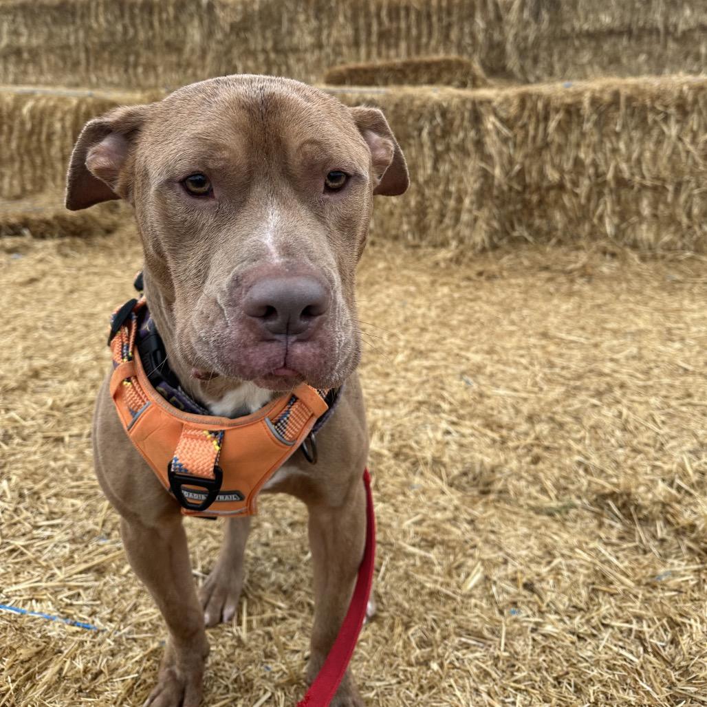 Enlarge Kingston, a Adoptable mixed breed in Mooresville, IN image 4/5