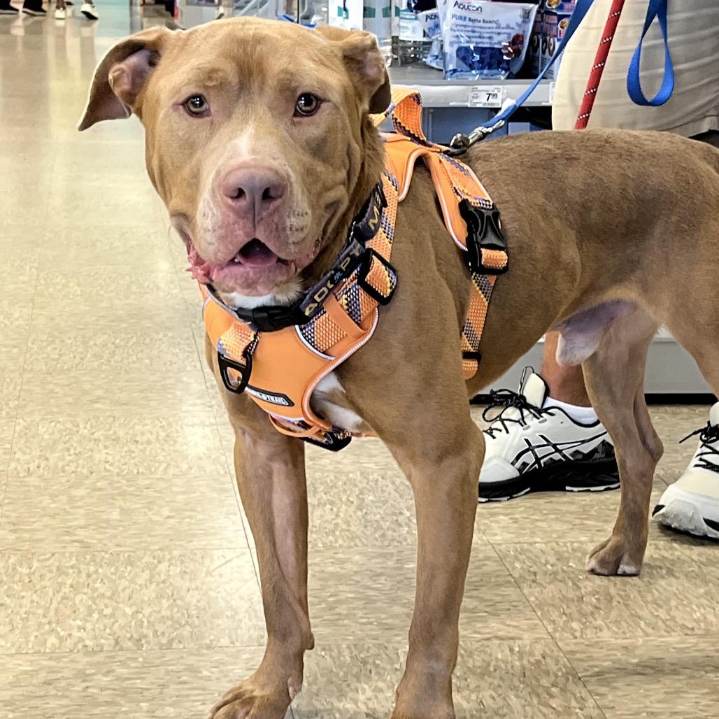 Enlarge Kingston, a Adoptable mixed breed in Mooresville, IN image 5/5