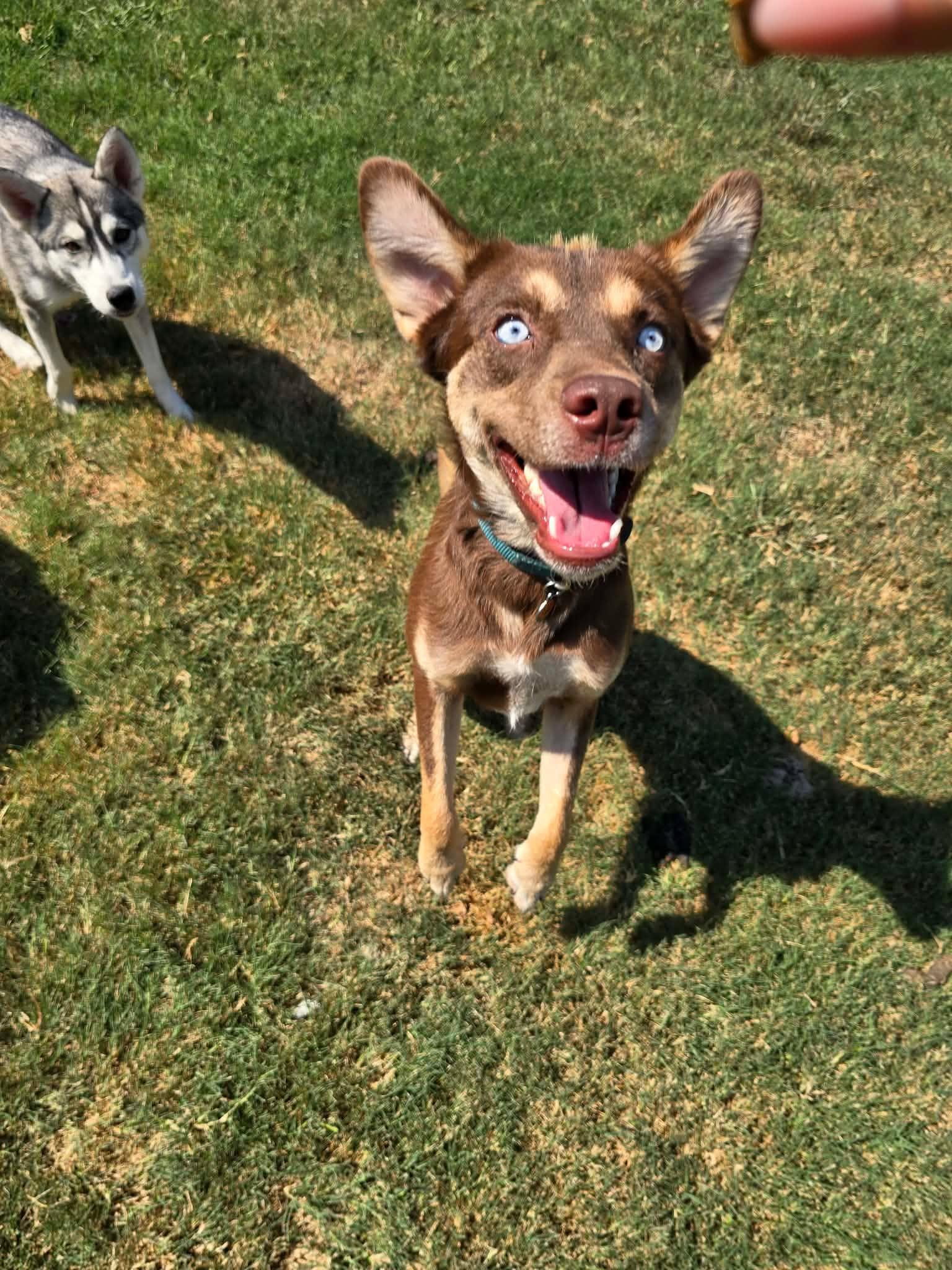 Pippa, Adoptable, Puppy Female Husky.