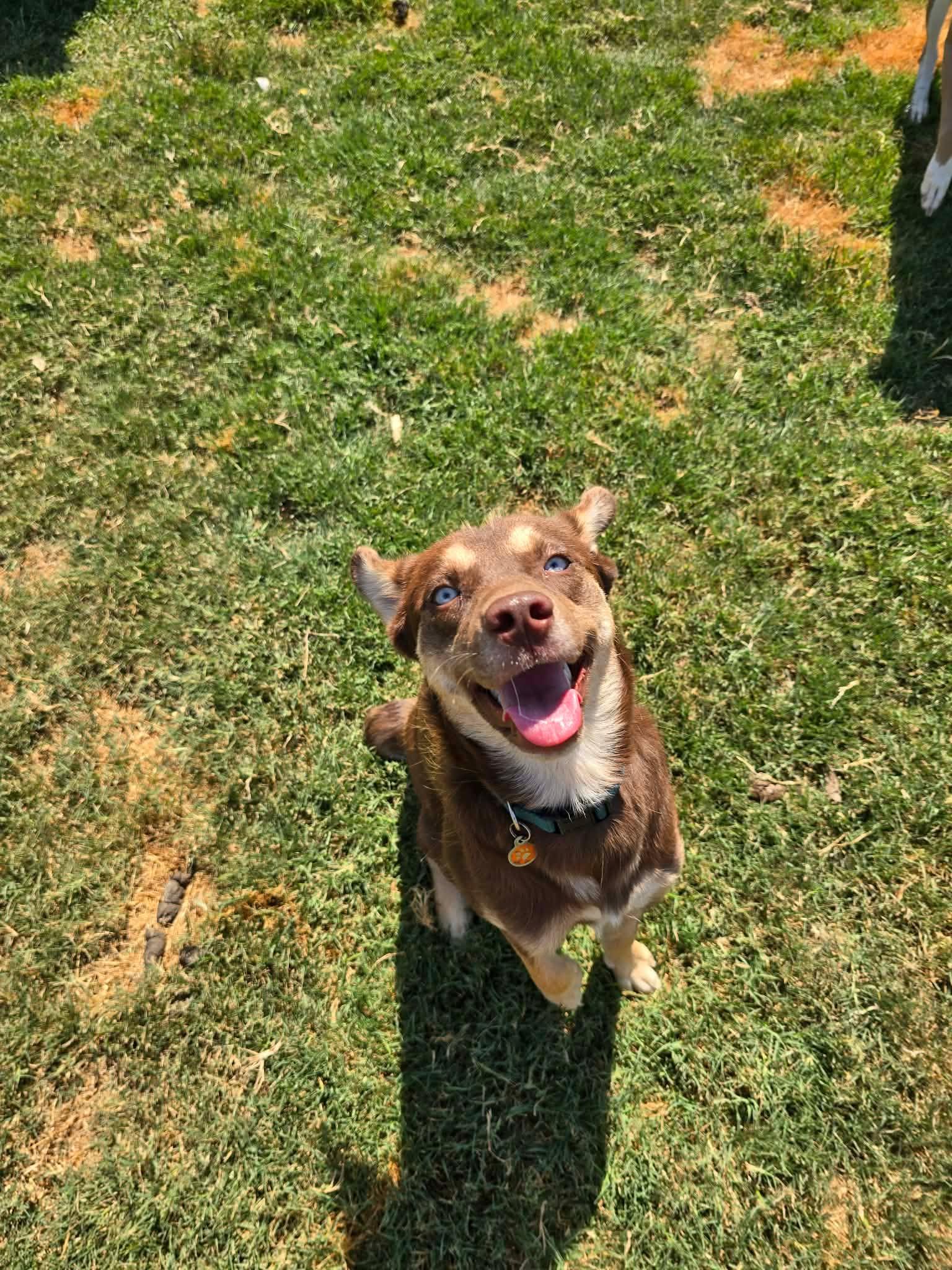 Enlarge Pippa, a Adoptable mixed breed in Austin, AR image 2/3