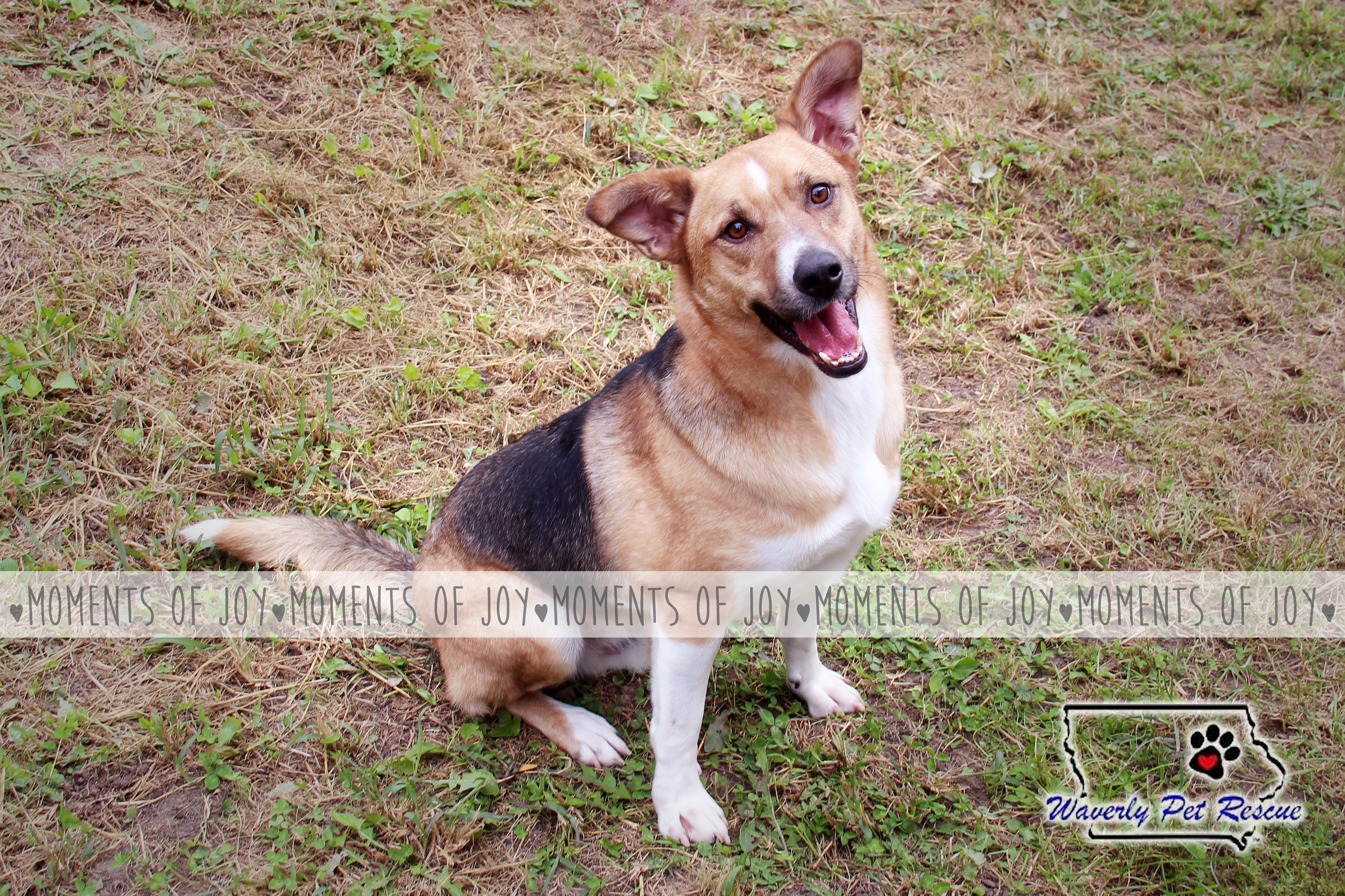 Bagel, an adoptable Beagle, Shepherd in Waverly, IA, 50677 | Photo Image 6