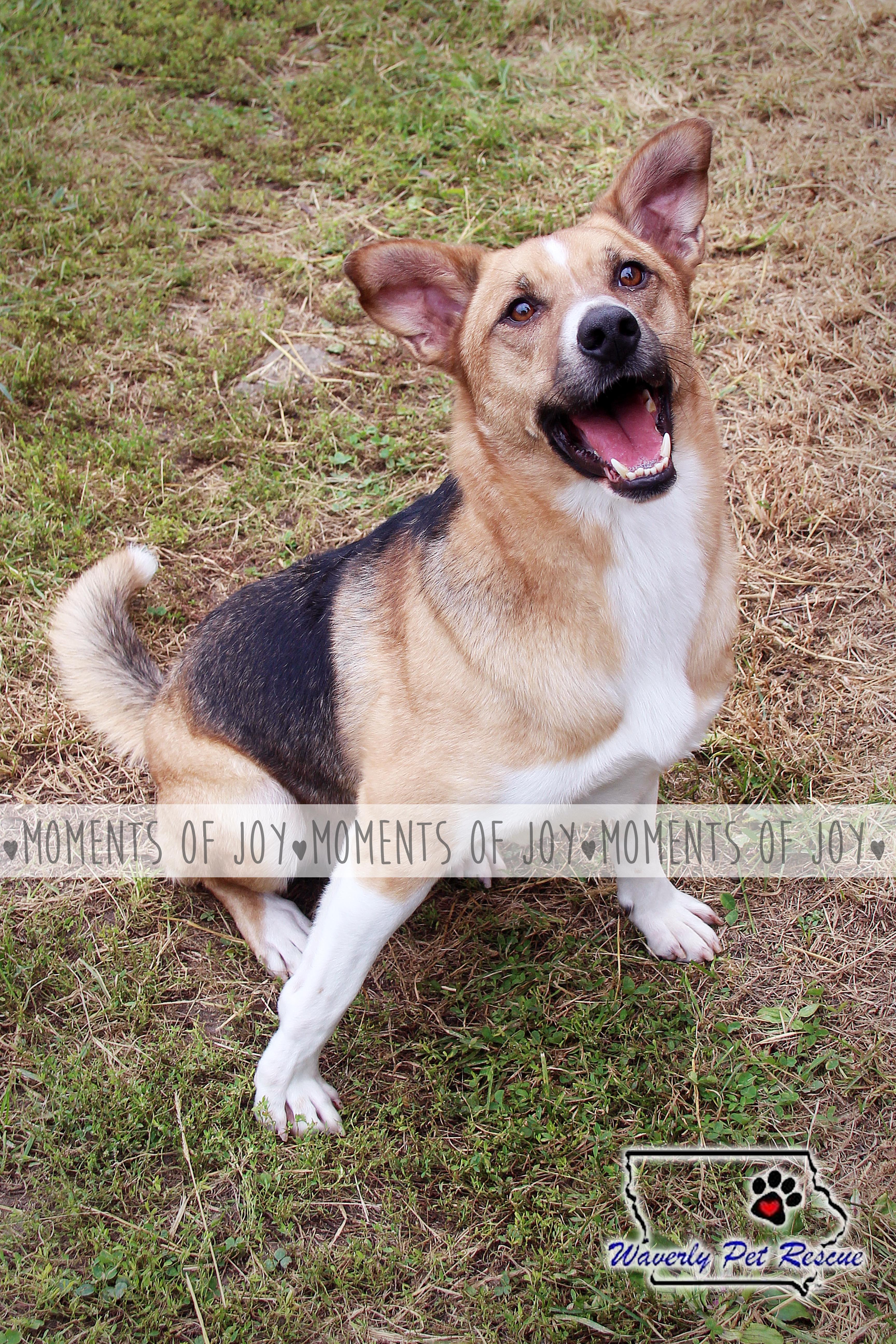 Bagel, an adoptable Beagle, Shepherd in Waverly, IA, 50677 | Photo Image 4