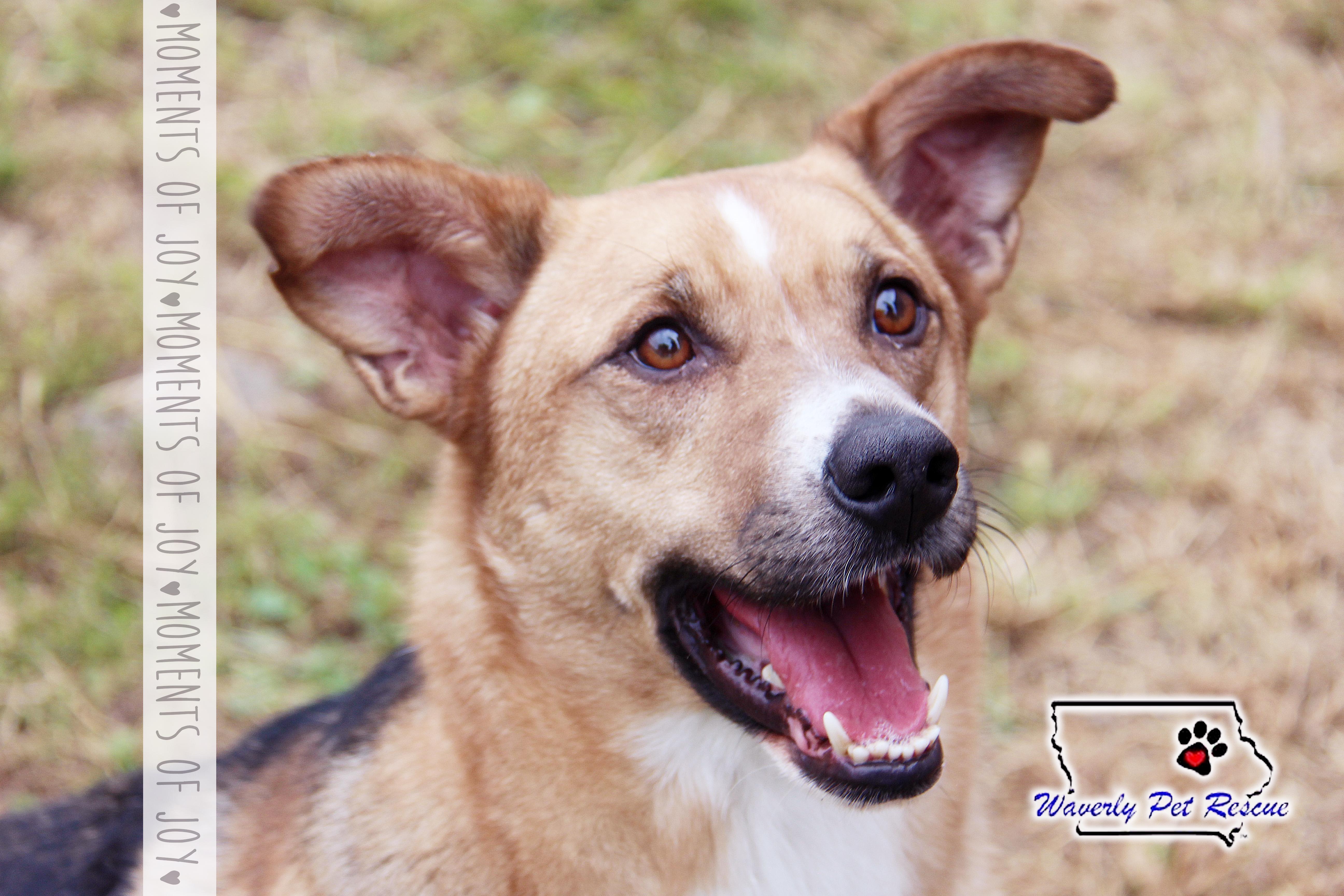 Bagel, an adoptable Beagle, Shepherd in Waverly, IA, 50677 | Photo Image 5