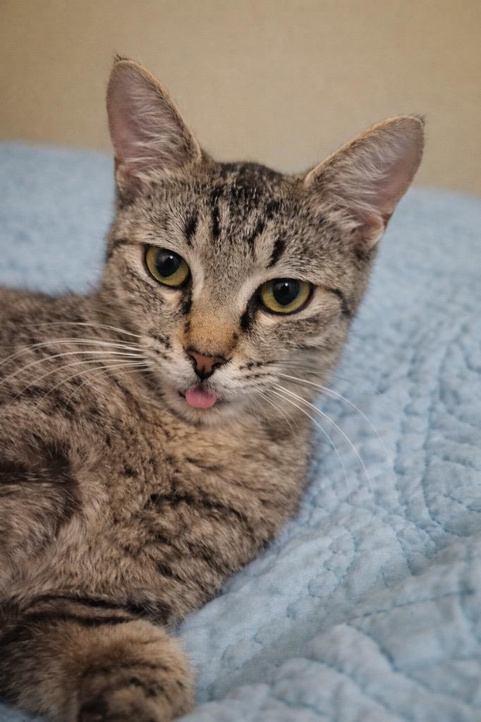 Enlarge Elberta 2, a Adoptable mixed breed in Fort Lupton, CO image 1/3