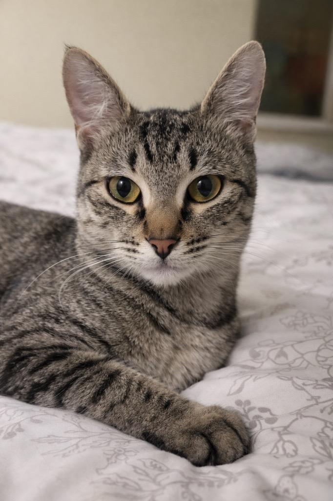 Enlarge Elberta 2, a Adoptable mixed breed in Fort Lupton, CO image 2/3