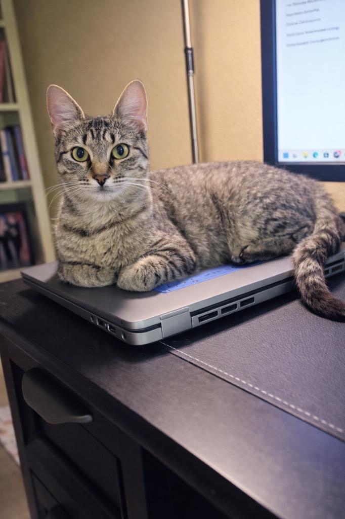 Enlarge Elberta 2, a Adoptable mixed breed in Fort Lupton, CO image 3/3