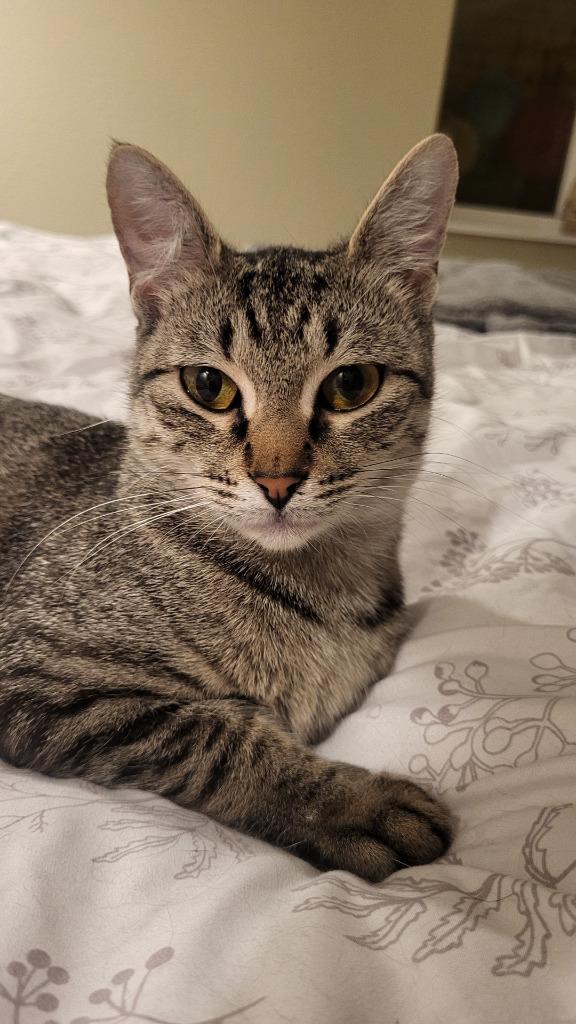 Elberta 2, Adoptable, Adult Female Domestic Short Hair.