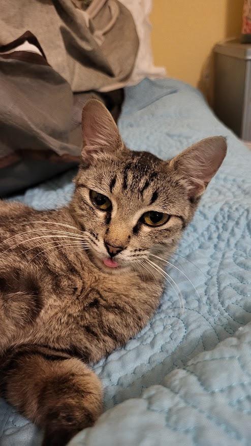 Elberta 2, a Adoptable mixed breed in Fort Lupton, CO image 2/3