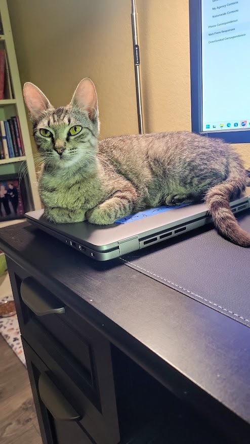 Elberta 2, a Adoptable mixed breed in Fort Lupton, CO image 3/3