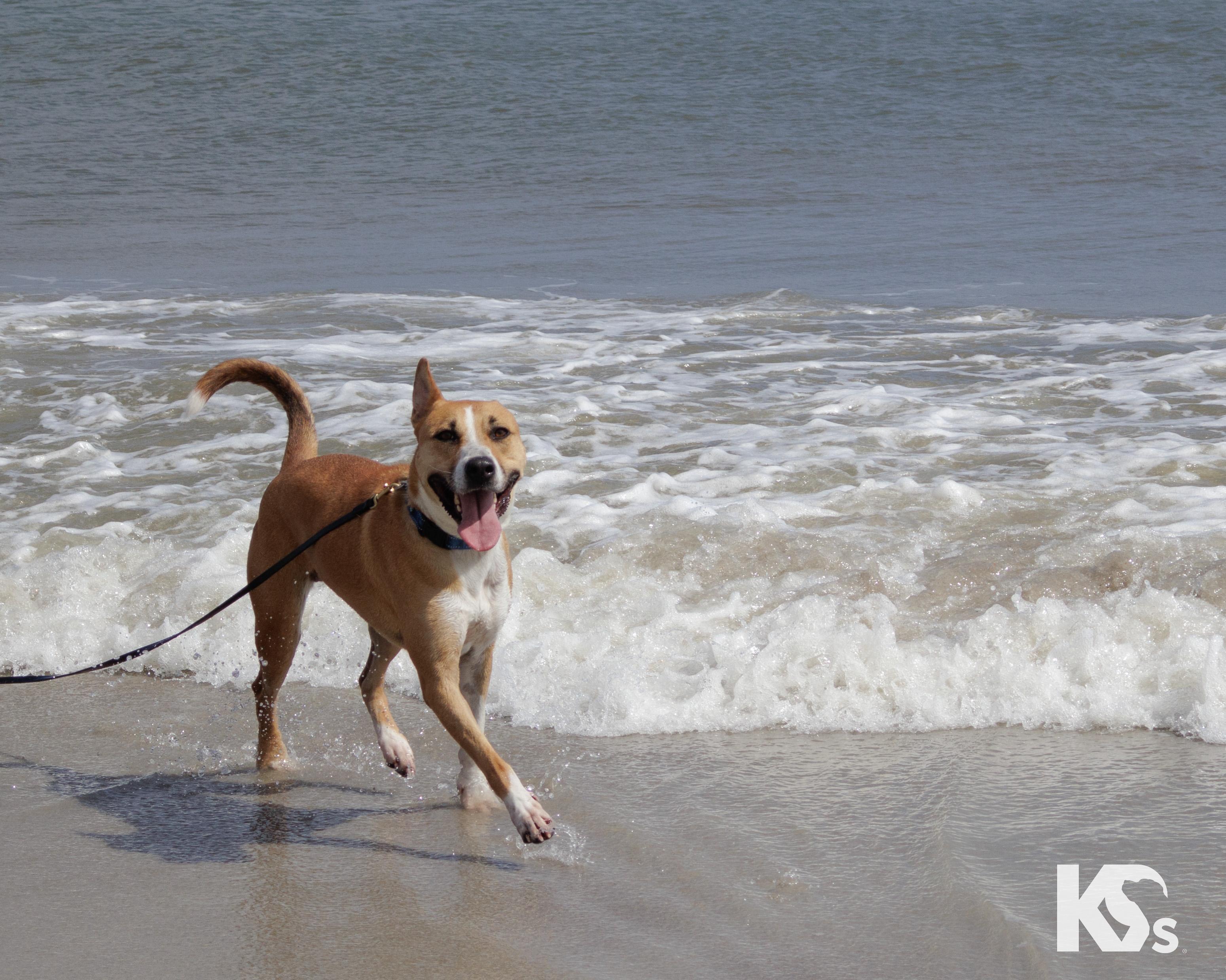 Enlarge Charmy, a ADOPTABLE mixed breed in Ponte Vedra, FL image 6/6