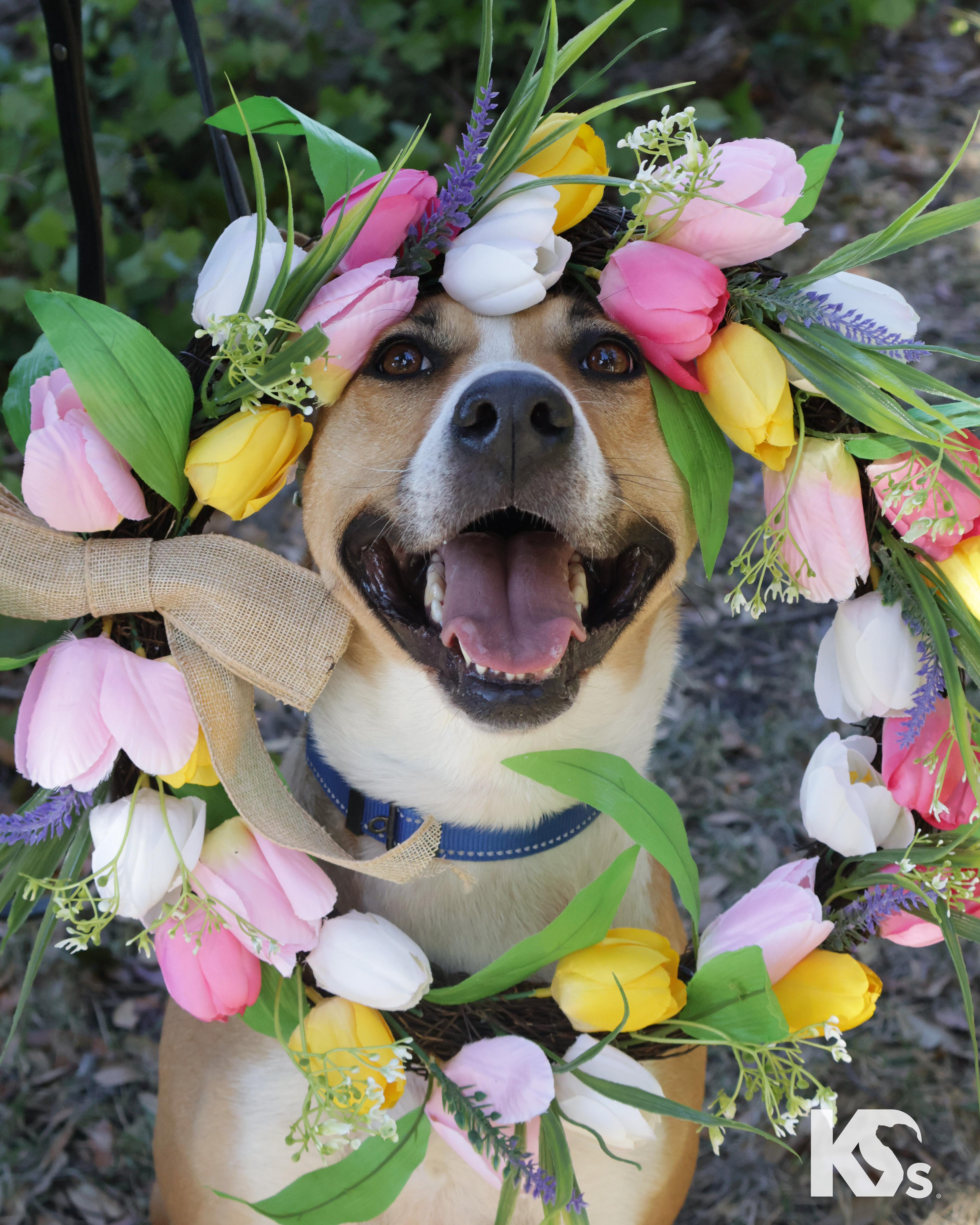 Enlarge Charmy, a ADOPTABLE mixed breed in Ponte Vedra, FL image 2/6