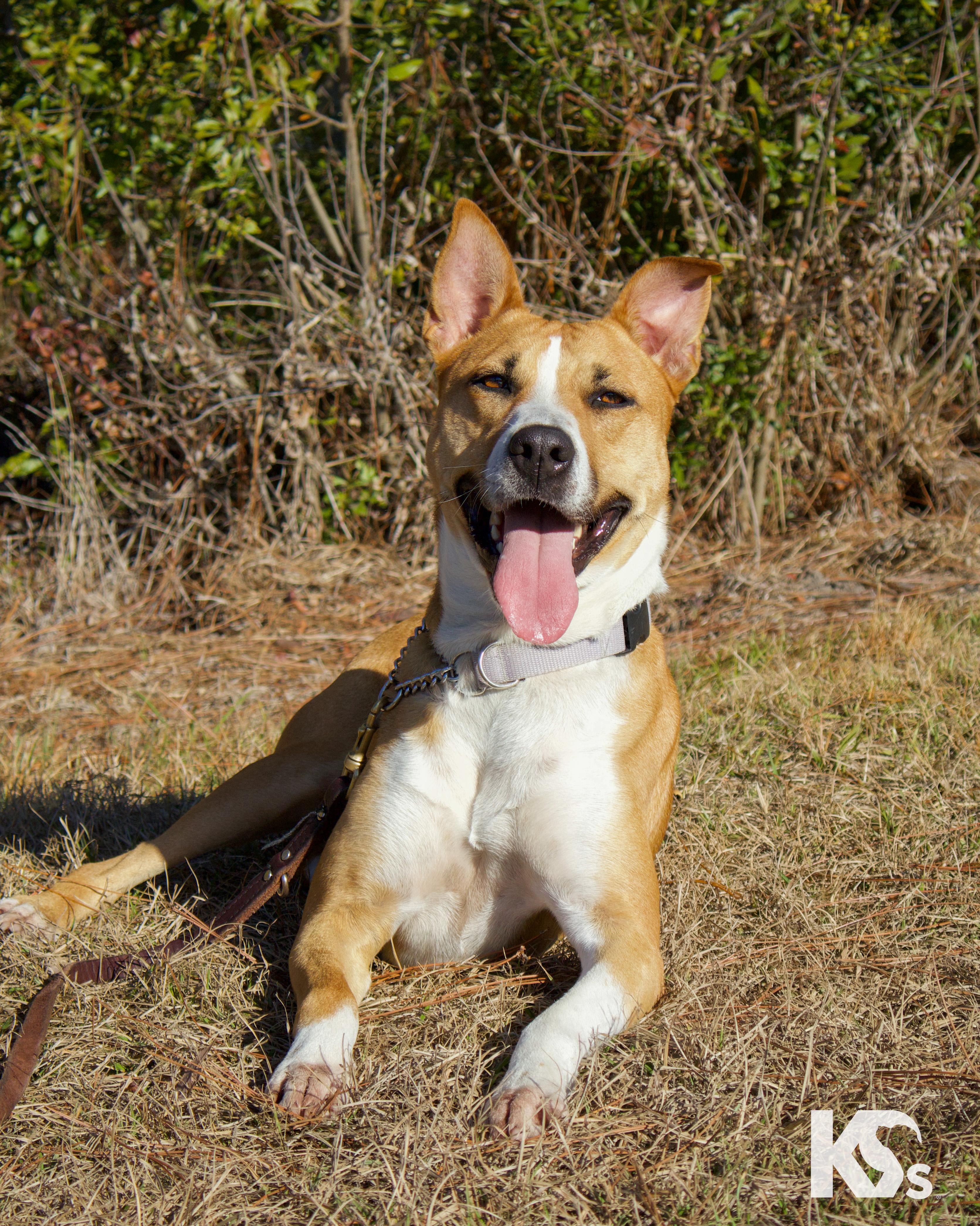 Enlarge Charmy, a ADOPTABLE mixed breed in Ponte Vedra, FL image 5/6