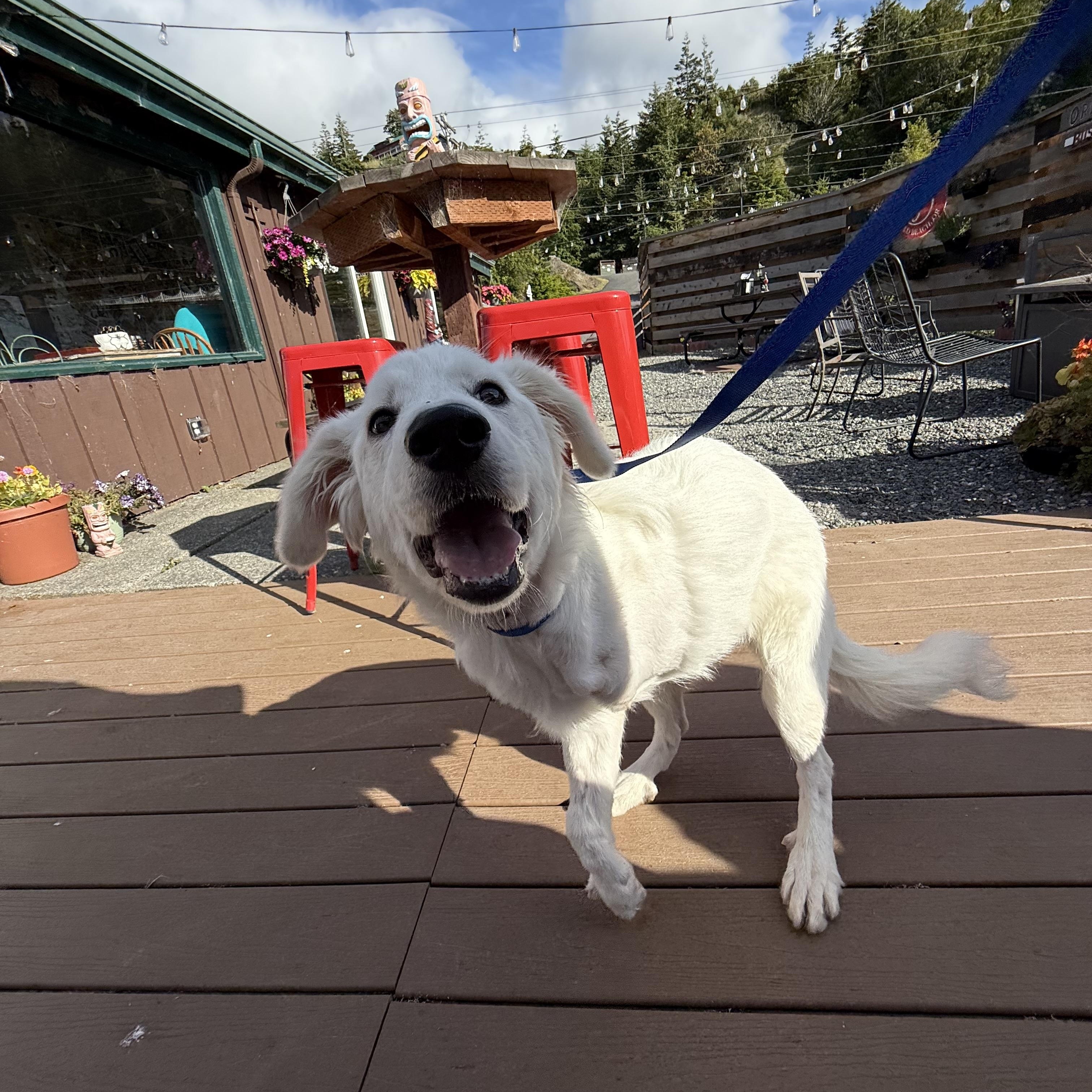 Enlarge Poppy, a ADOPTABLE Great Pyrenees in Otis, OR image 4/6