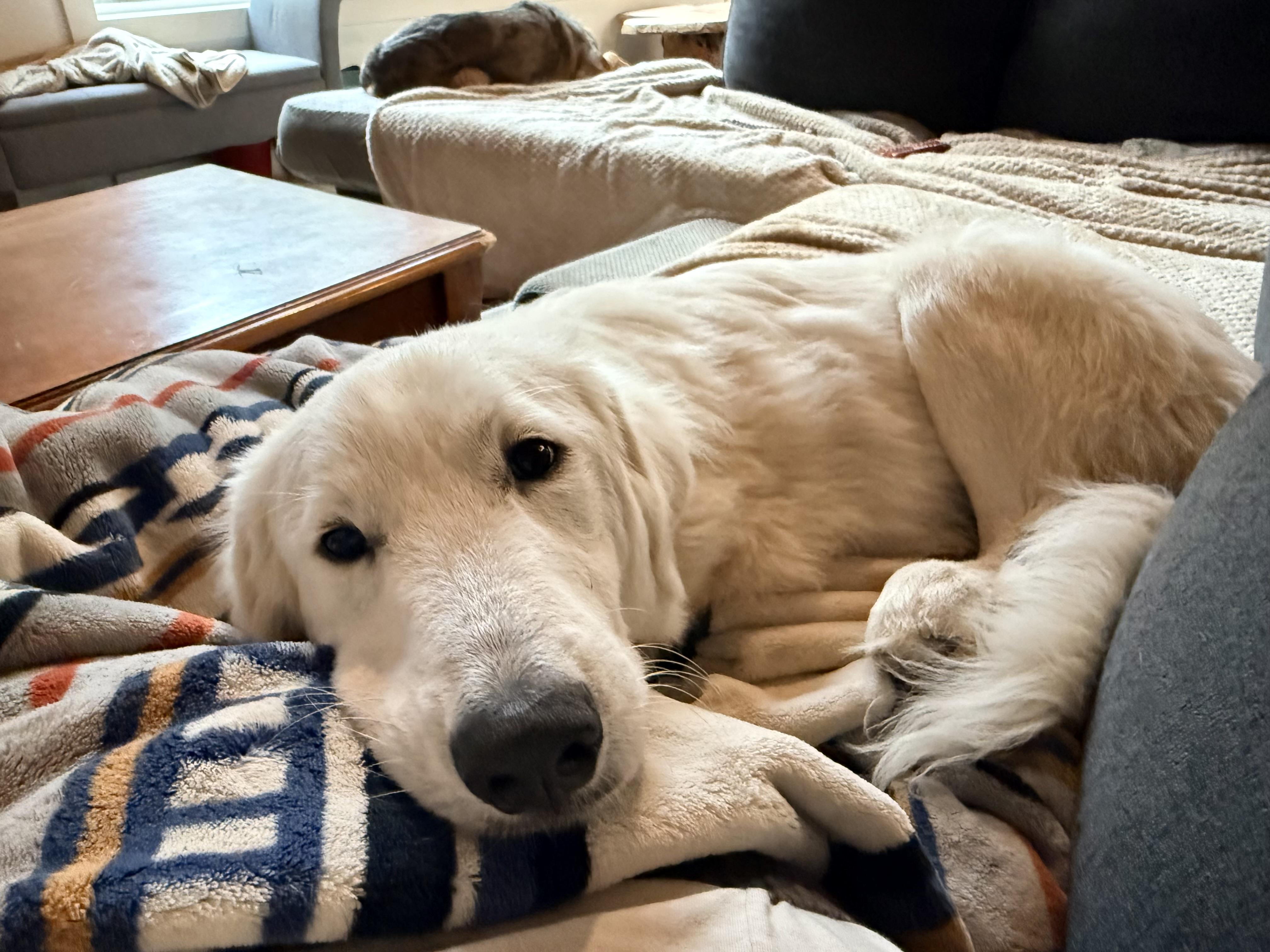 Enlarge Poppy, a Adopted mixed breed in Otis, OR image 2/6