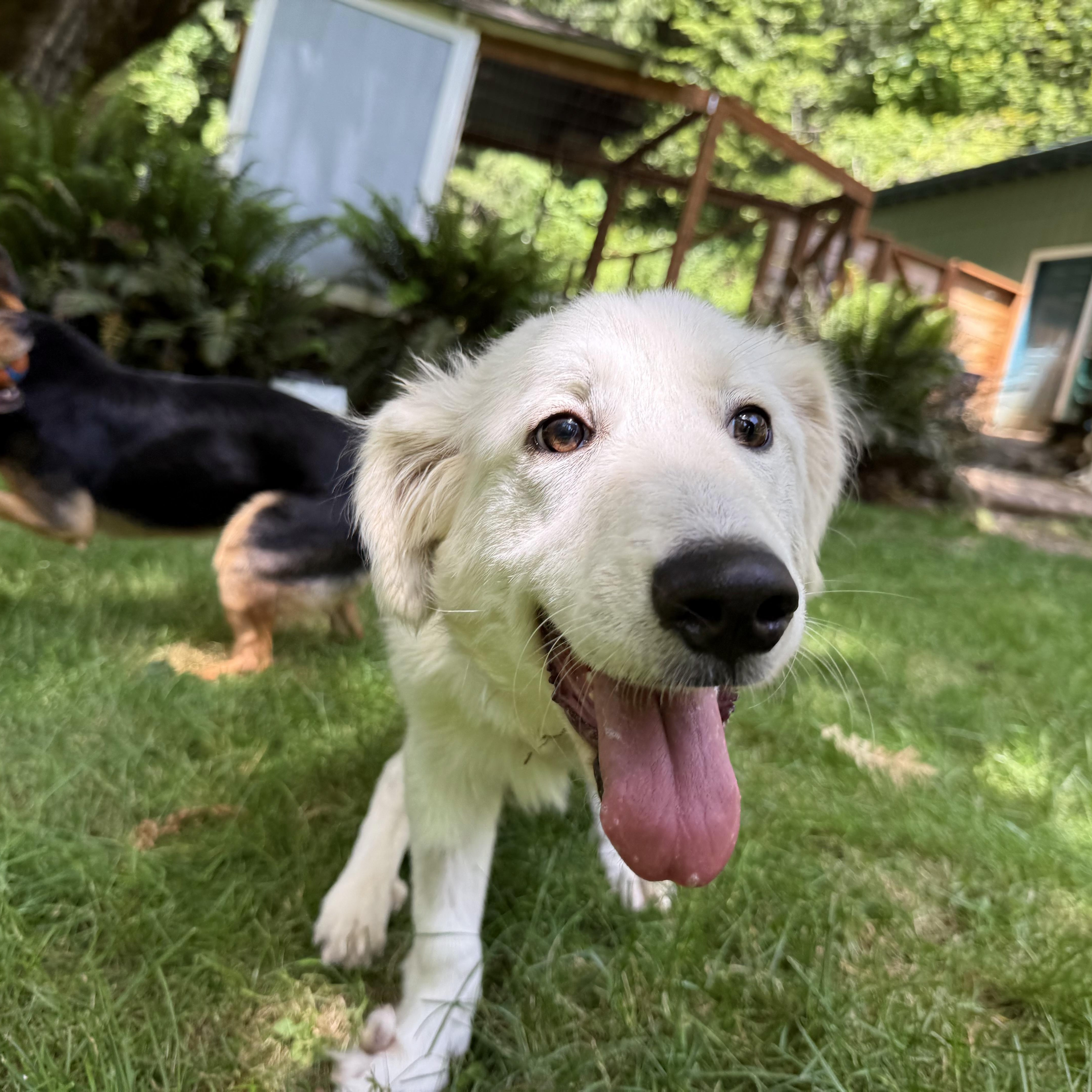 Poppy, ADOPTABLE, Puppy Female Great Pyrenees.