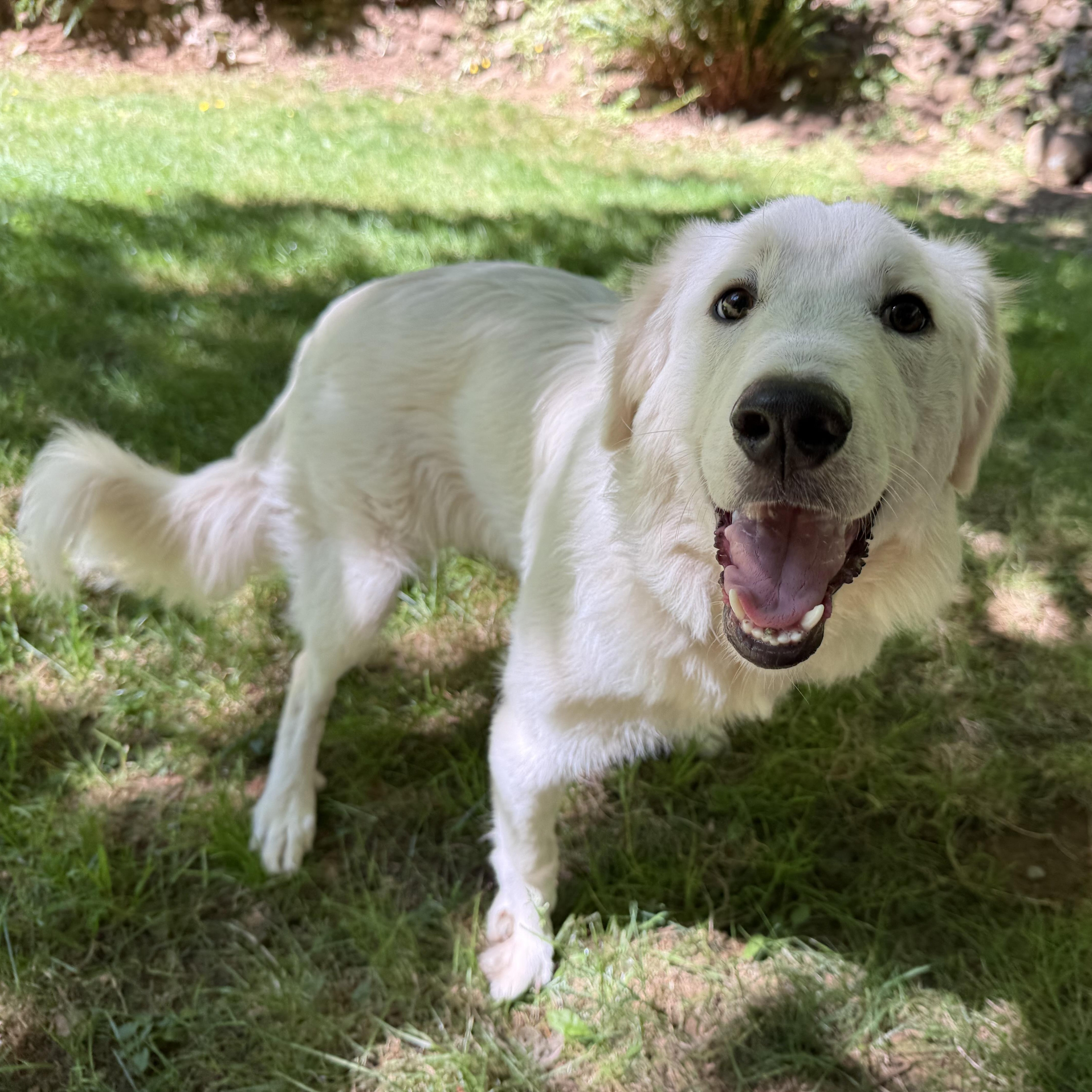 Poppy, ADOPTABLE, Puppy Female Great Pyrenees & Golden Retriever.
