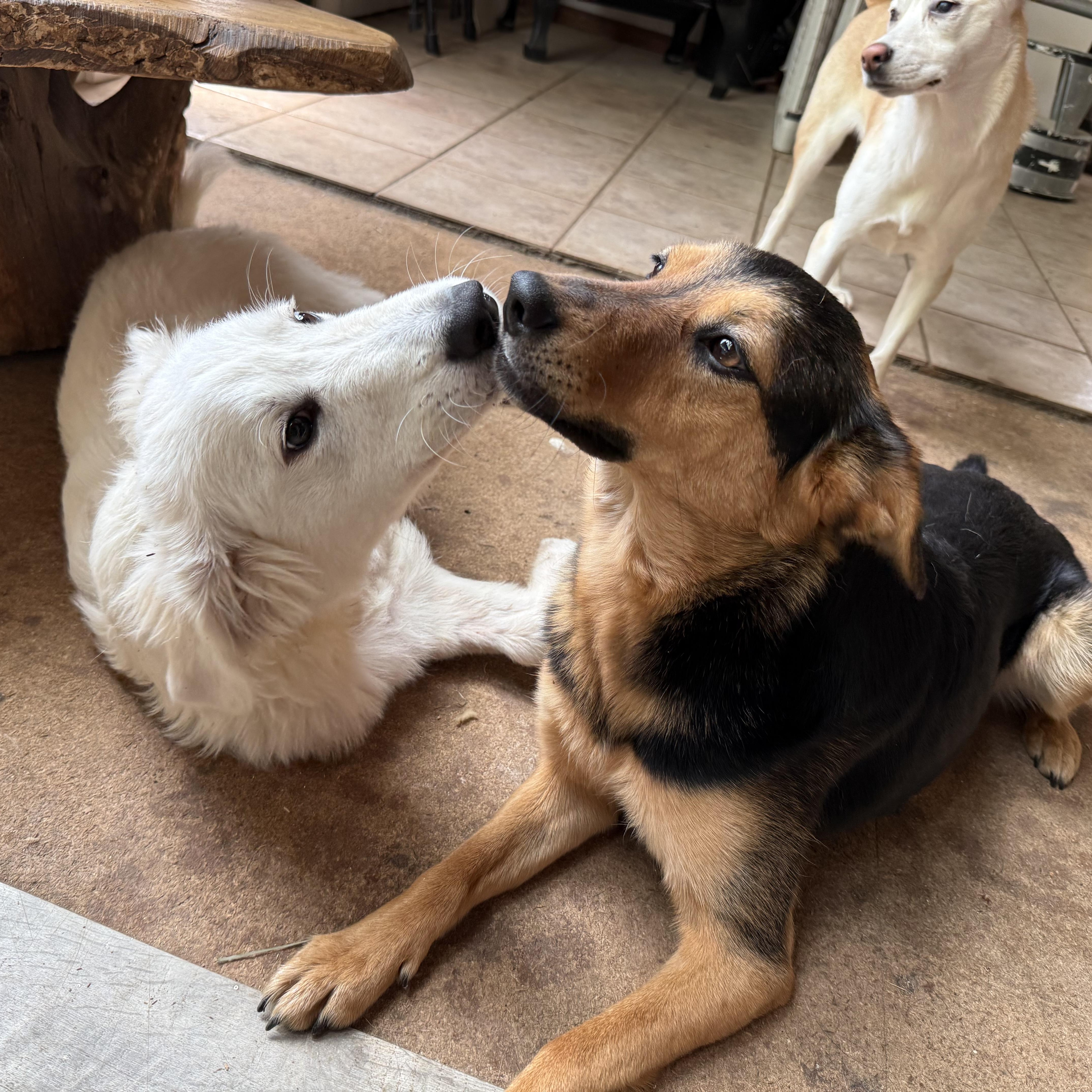 Enlarge Poppy, a ADOPTABLE Great Pyrenees in Otis, OR image 2/6