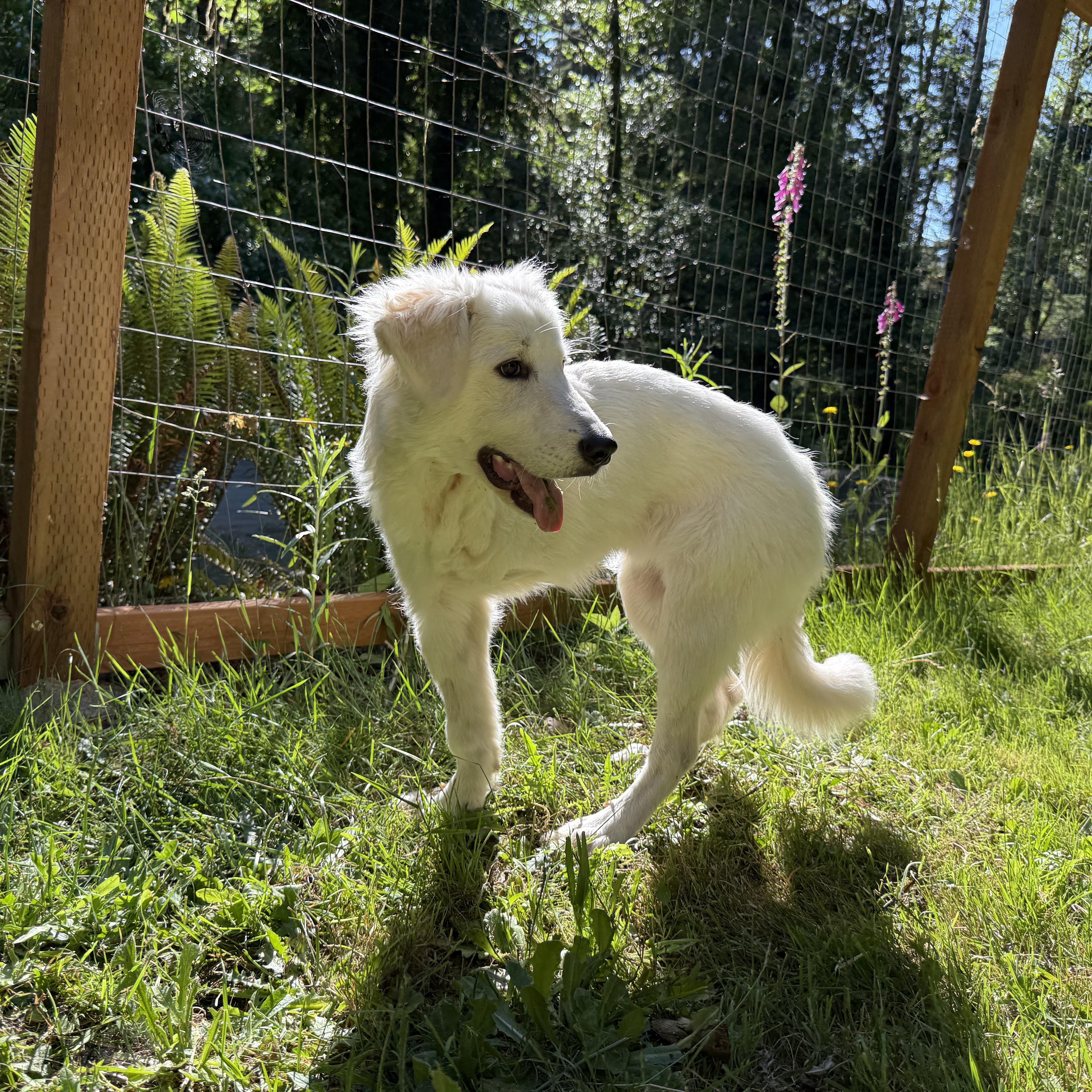 Enlarge Poppy, a ADOPTABLE Great Pyrenees in Otis, OR image 3/6