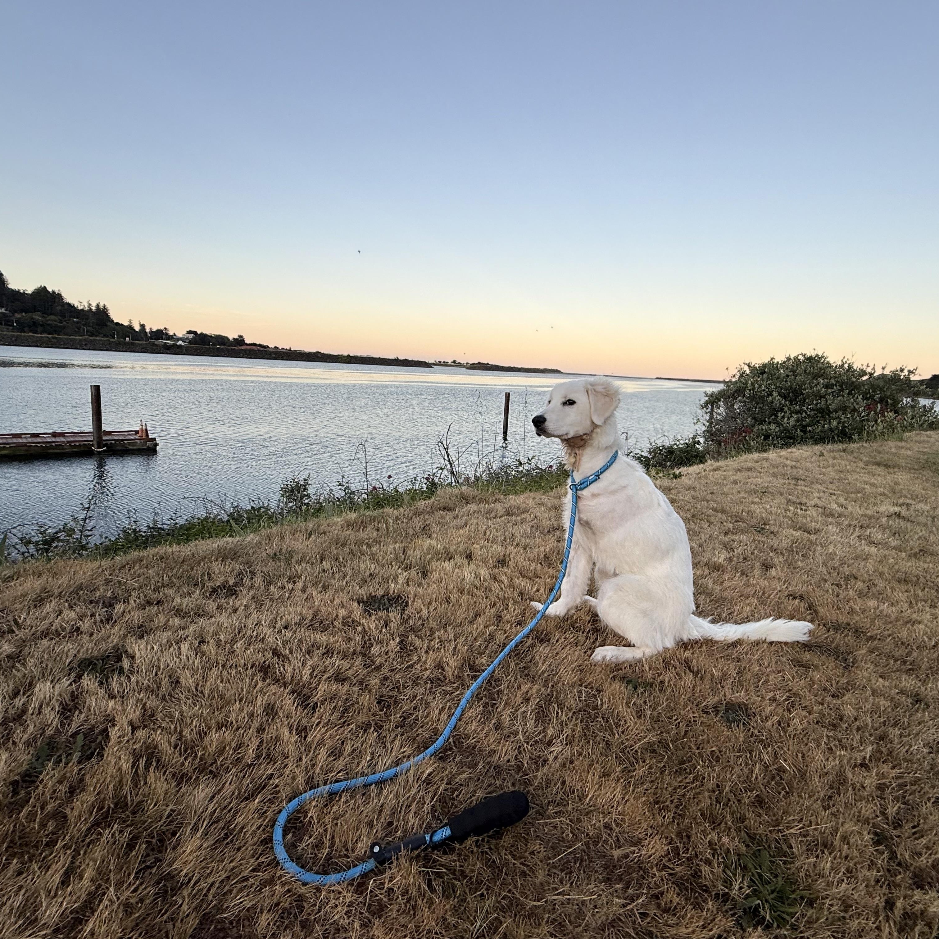 Enlarge Poppy, a ADOPTABLE Great Pyrenees in Otis, OR image 5/6
