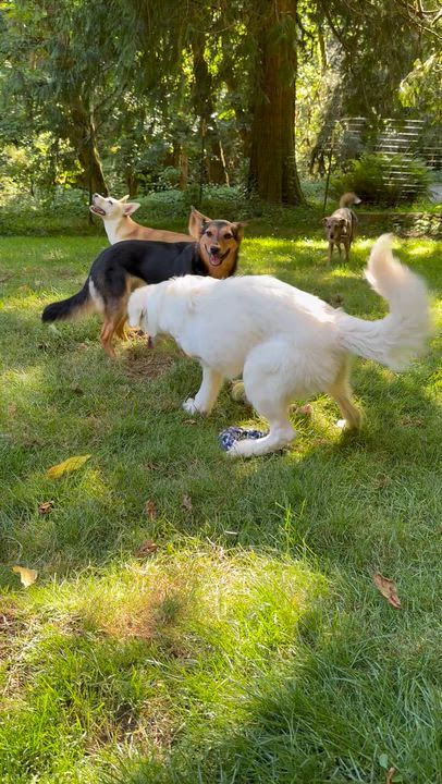 Enlarge Poppy, a ADOPTABLE Great Pyrenees in Otis, OR video 6/6