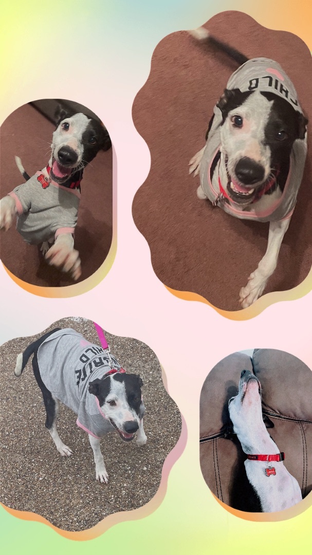 Precious, Adoptable, Adult Female Terrier & Rat Terrier.