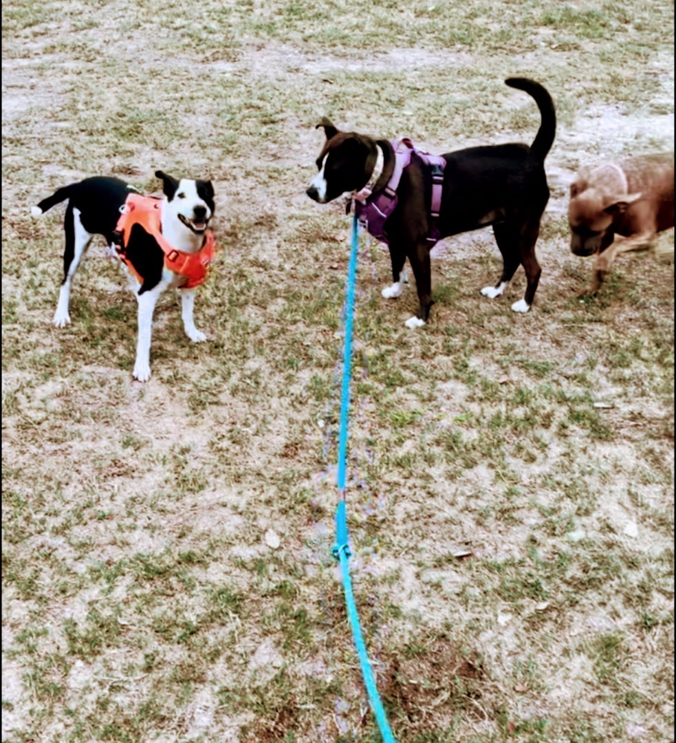 Enlarge Precious, a Adoptable mixed breed in Inez, TX image 2/6