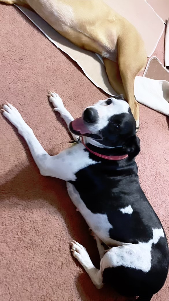 Precious, Adoptable, Adult Female Terrier & Rat Terrier.