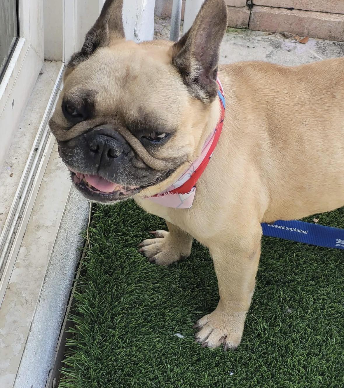 Millie, ADOPTABLE, Young Female French Bulldog.