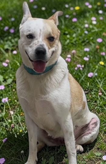 Mabel, ADOPTABLE, Adult Female Mixed Breed.
