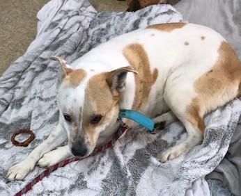 Mabel, ADOPTABLE, Adult Female Mixed Breed.