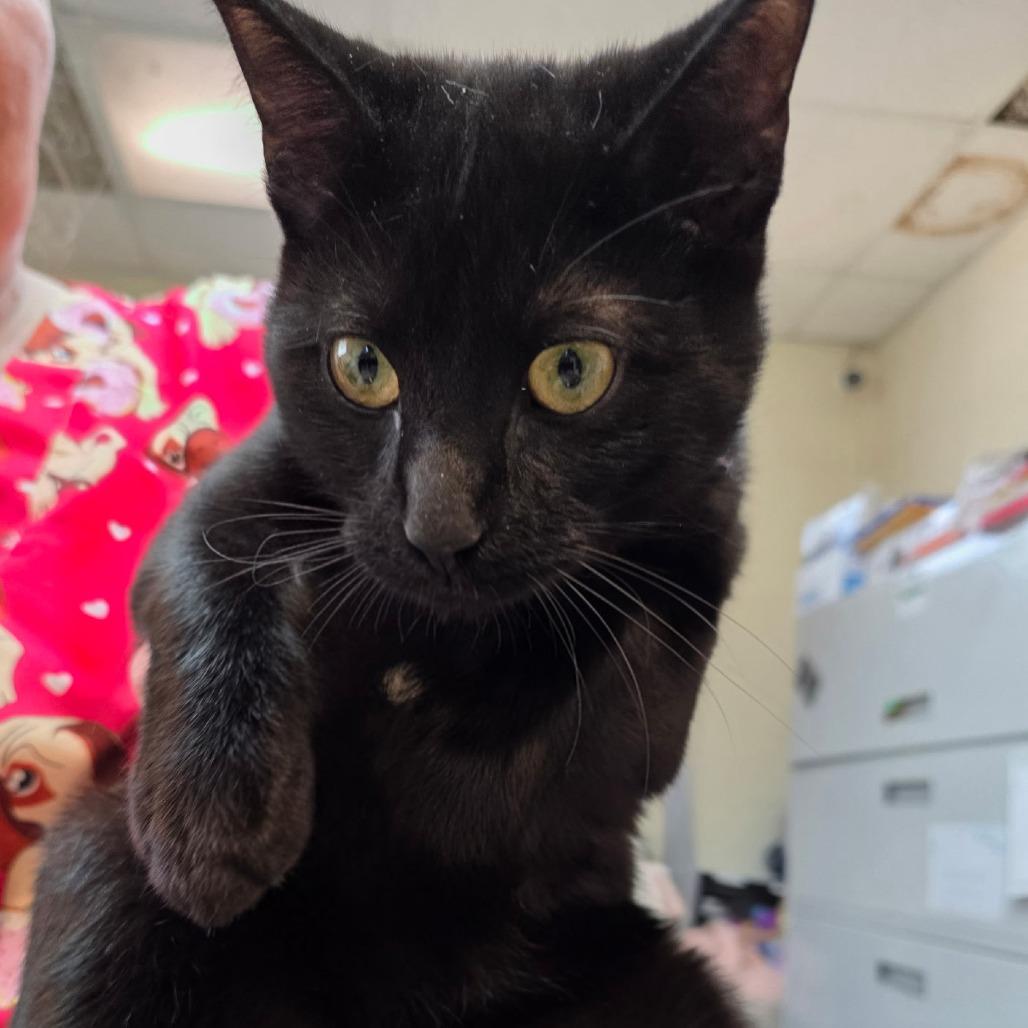 Enlarge Rollie 26-0015, a Adoptable Domestic Short Hair in Yanceyville, NC image 1/2