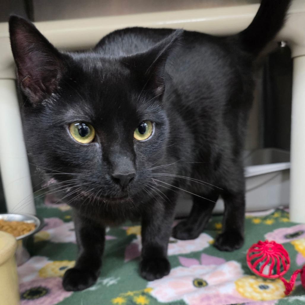 Enlarge Rollie 26-0015, a Adoptable Domestic Short Hair in Yanceyville, NC image 2/2