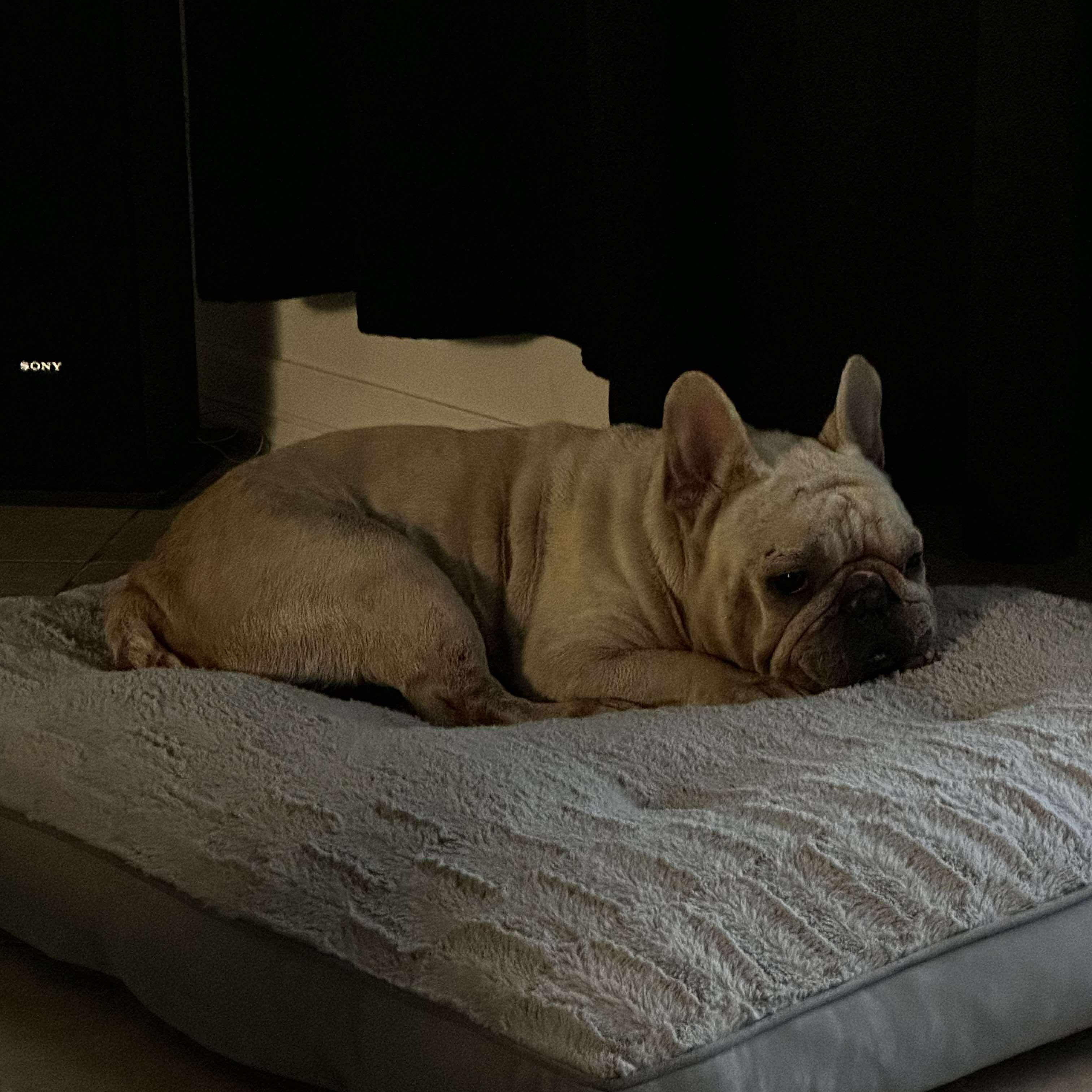 Enlarge Bruno, an adopted French Bulldog in Baytown, TX image 6/6