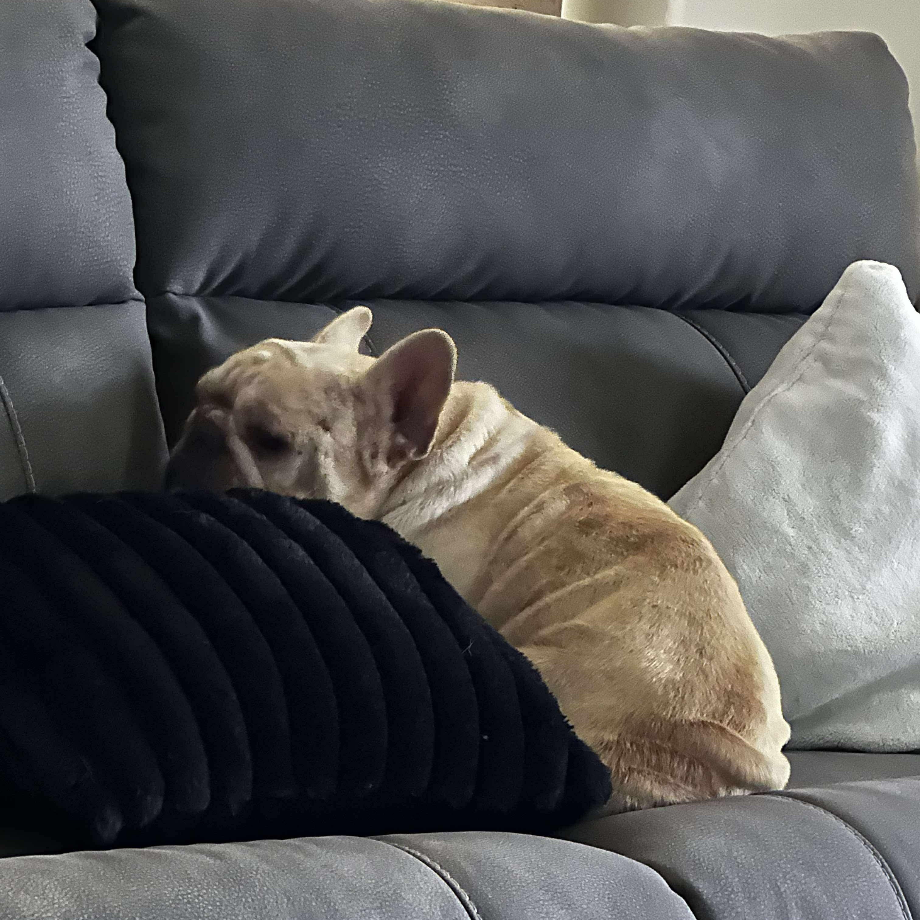 Enlarge Bruno, an adopted French Bulldog in Baytown, TX image 5/6