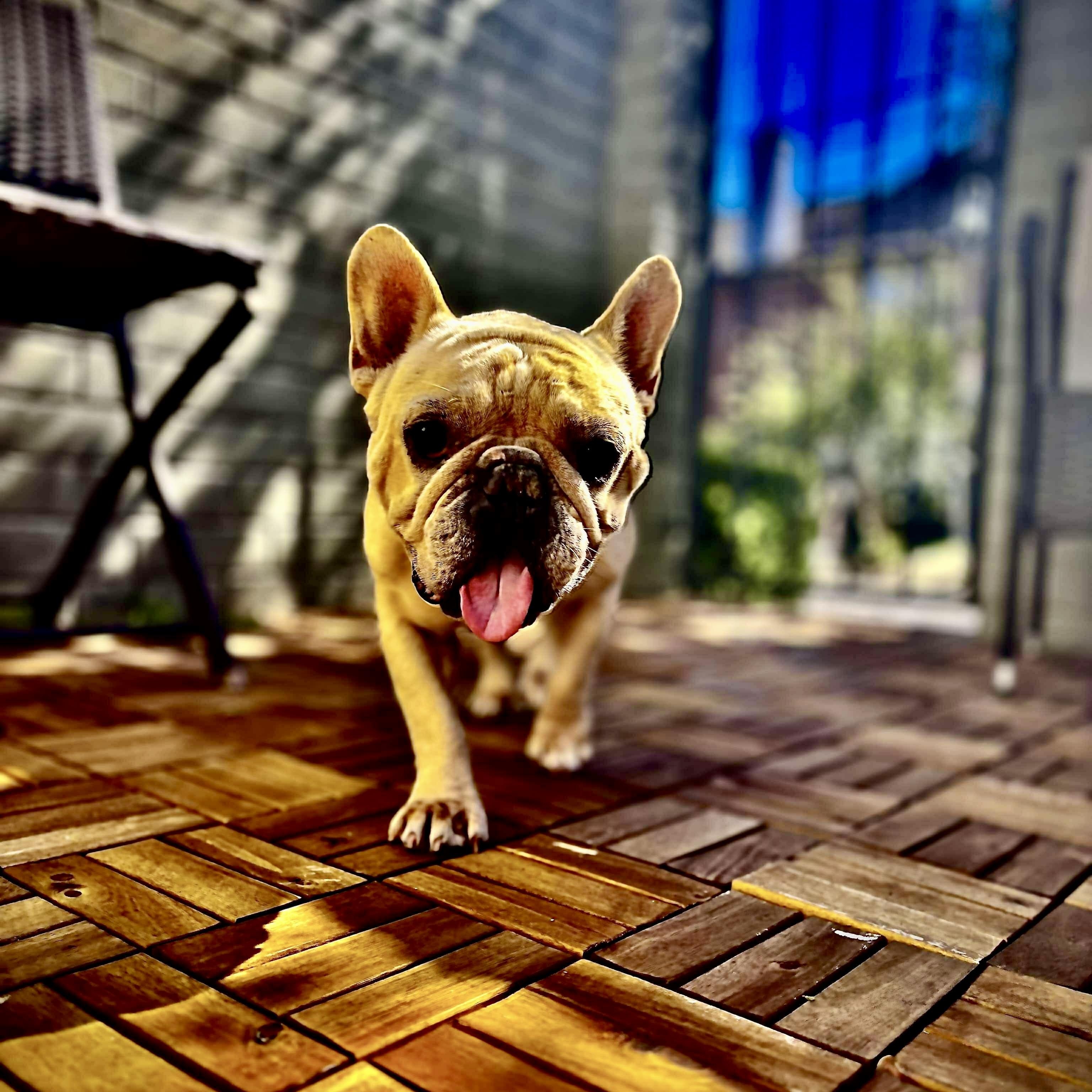 Enlarge Bruno, an adopted French Bulldog in Baytown, TX image 1/6